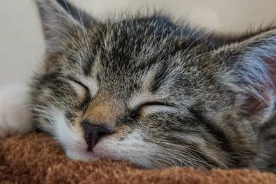 Alergia na kota – objawy, leczenie, i czy na każdego kota?