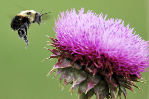 Naturalne sposoby na wsparcie wątroby