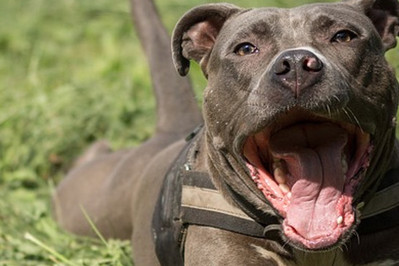 Amstaff zaatakował maleńkie dzieci. Rodzeństwo w ciężkim stanie w szpitalu.