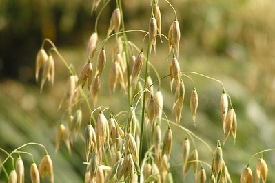 Owies - dla zdrowia i urody 