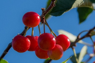 Kompot z czereśni. Jak go zrobić? SMAKI LATA