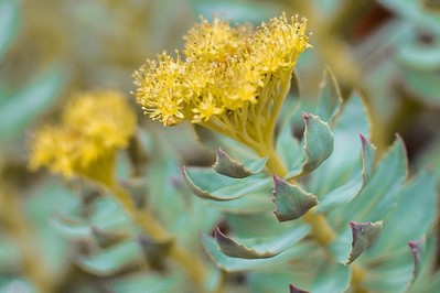 Różeniec górski (Rhodiola Rosea), czyli arktyczny korzeń: jakie są jego właściwości lecznicze?