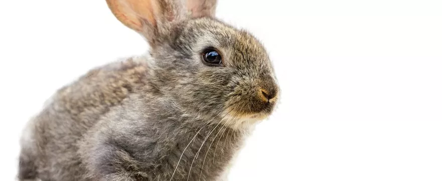 Skandal w przedszkolu - Ekostraż odebrała zaniedbanego królika