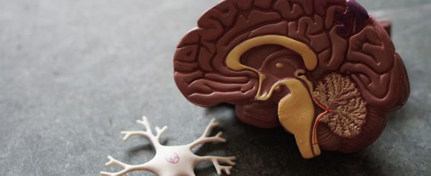 Co zapamięta mózg niemowlaka w pierwszym roku życia?