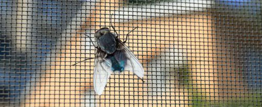 Moskitiera – niezawodne rozwiązanie w walce z owadami