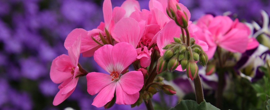 Pelargonia afrykańska - naturalny sposób na odporność! 
