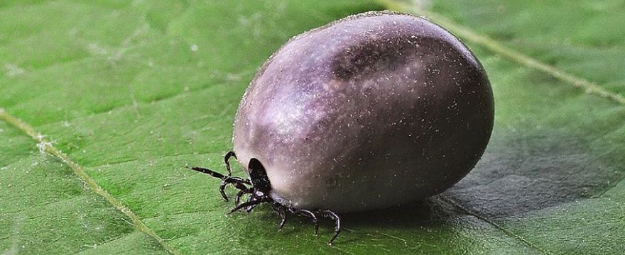 Kleszcze już się obudziły!Uważajcie podczas spacerów z dziećmi