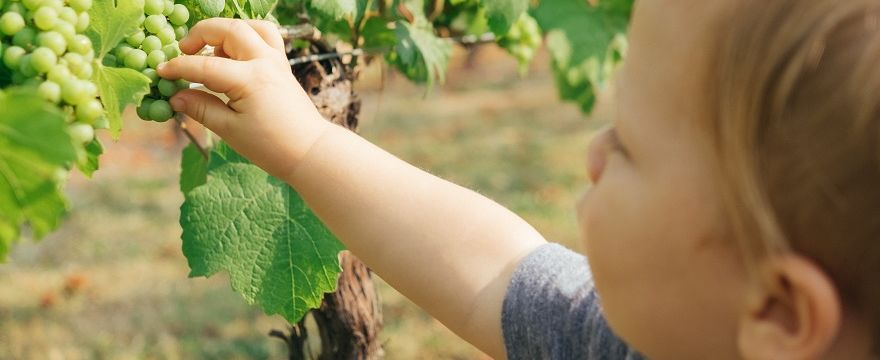 Jak tworzyć zdrowe nawyki żywieniowe u dzieci?