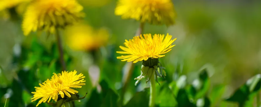Mniszek lekarski: dlaczego warto włączyć go do diety?