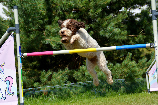 Zajęcia z pieskami na torze agility - Obóz z Psem na Mazurach, organizowany przez firmę ViaCamp s.c. w malowniczym miasteczku Ryn.